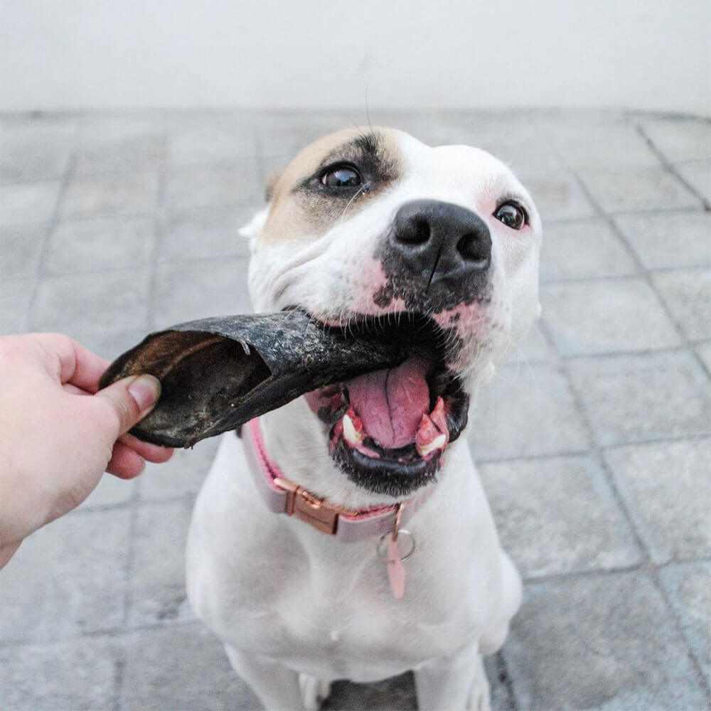 Pezuña De Res – Mutt Pet